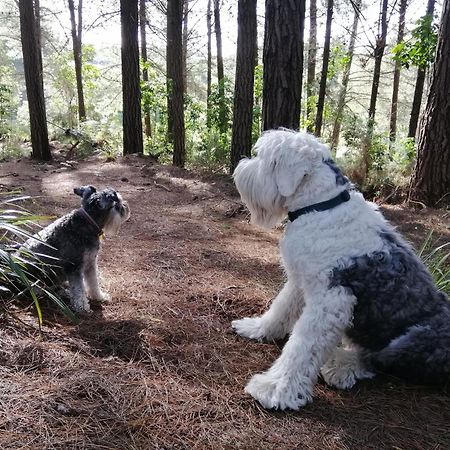 Beech Hill - Pet Friendly Holiday Home Tasman ภายนอก รูปภาพ