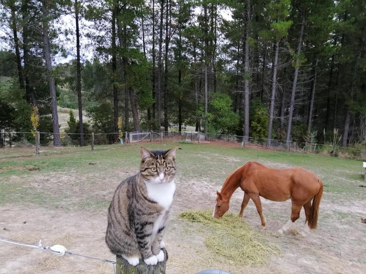 Beech Hill - Pet Friendly Holiday Home Tasman ภายนอก รูปภาพ