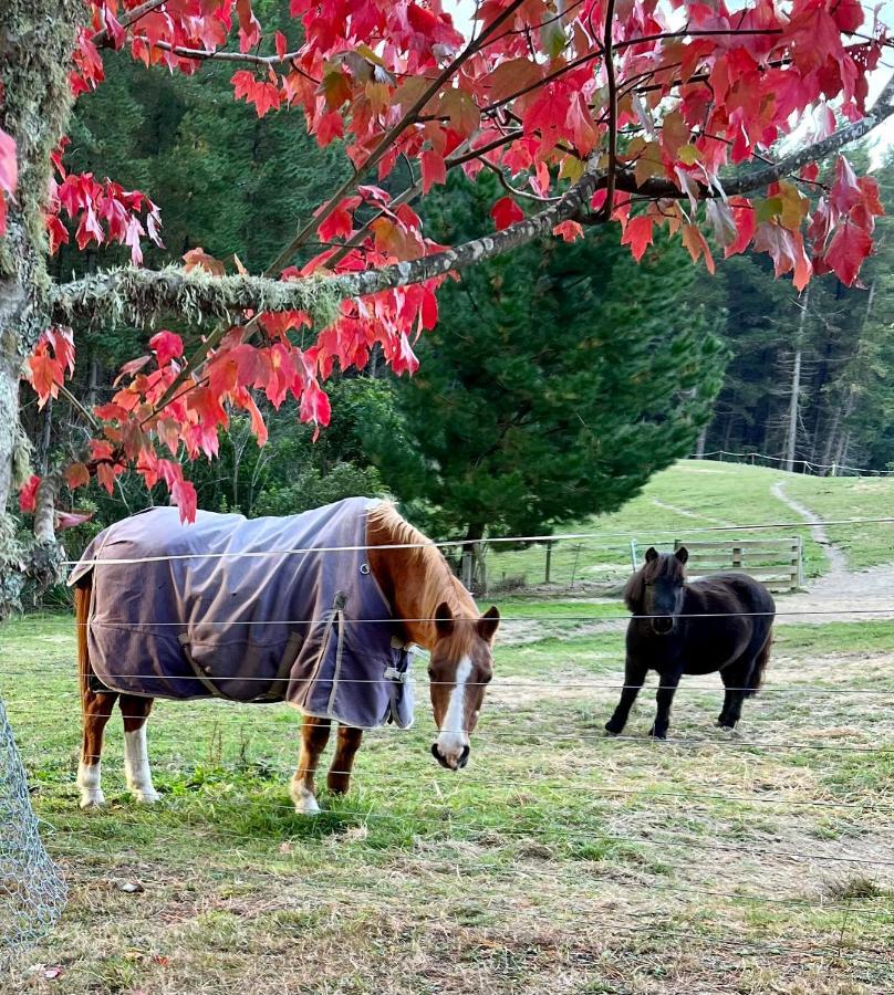 Beech Hill - Pet Friendly Holiday Home Tasman ภายนอก รูปภาพ