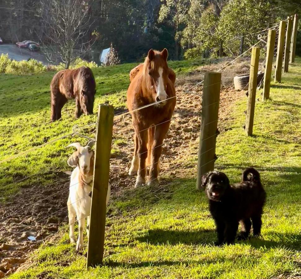 Beech Hill - Pet Friendly Holiday Home Tasman ภายนอก รูปภาพ